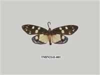 藏品(臺灣茶斑蛾)的圖片